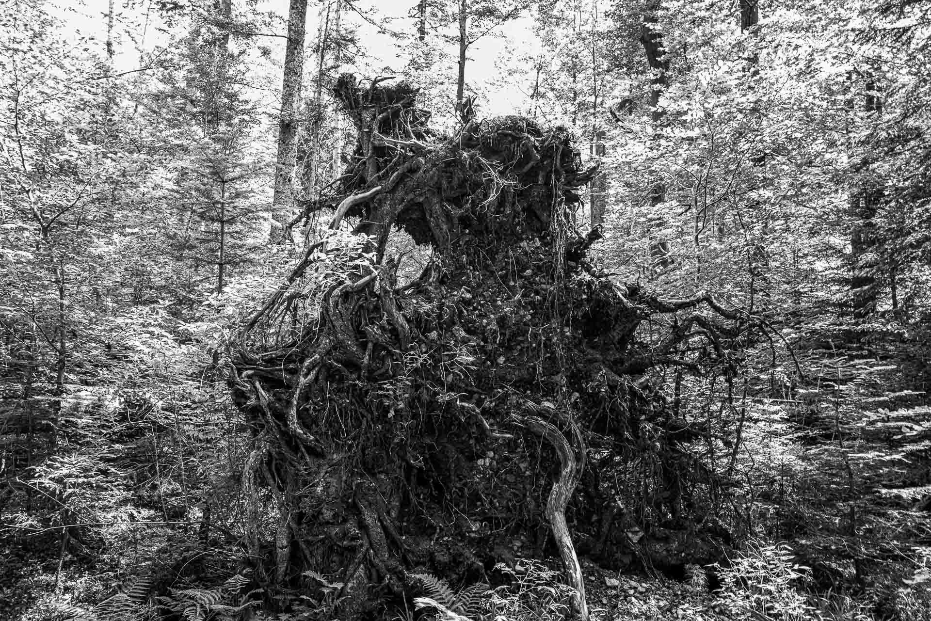 eine riesige Wurzel ist zum greifen nahe.