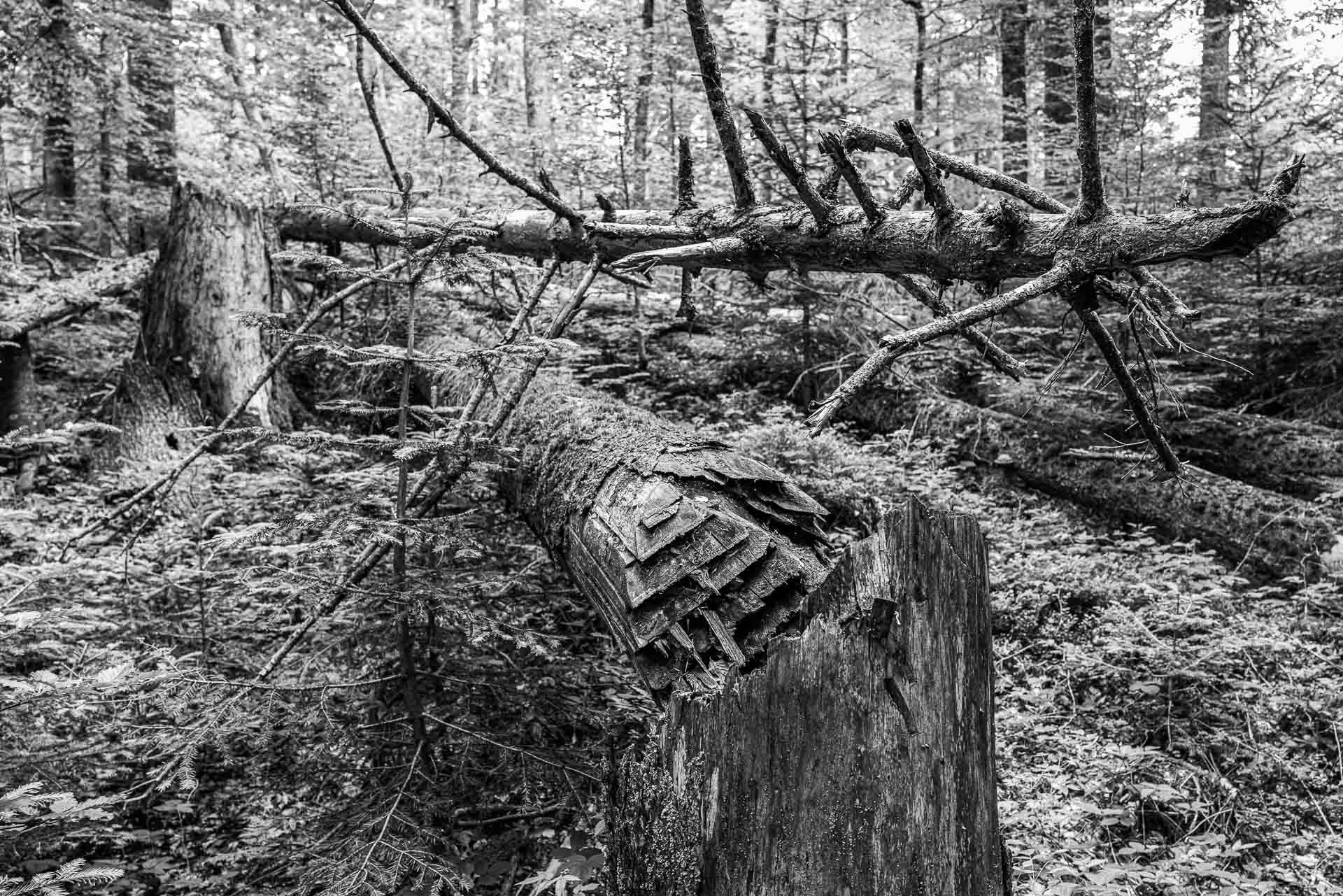 kreuz und quer liegen die Baumriesen am Boden