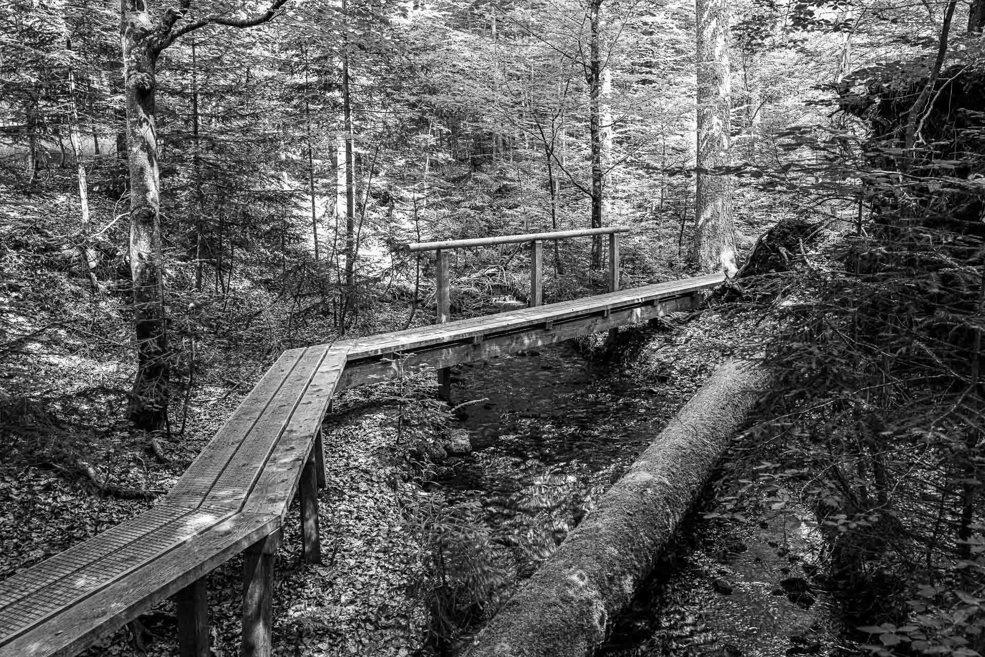 wie eine endlose Schlange windet sich der Steig durch den Urwald