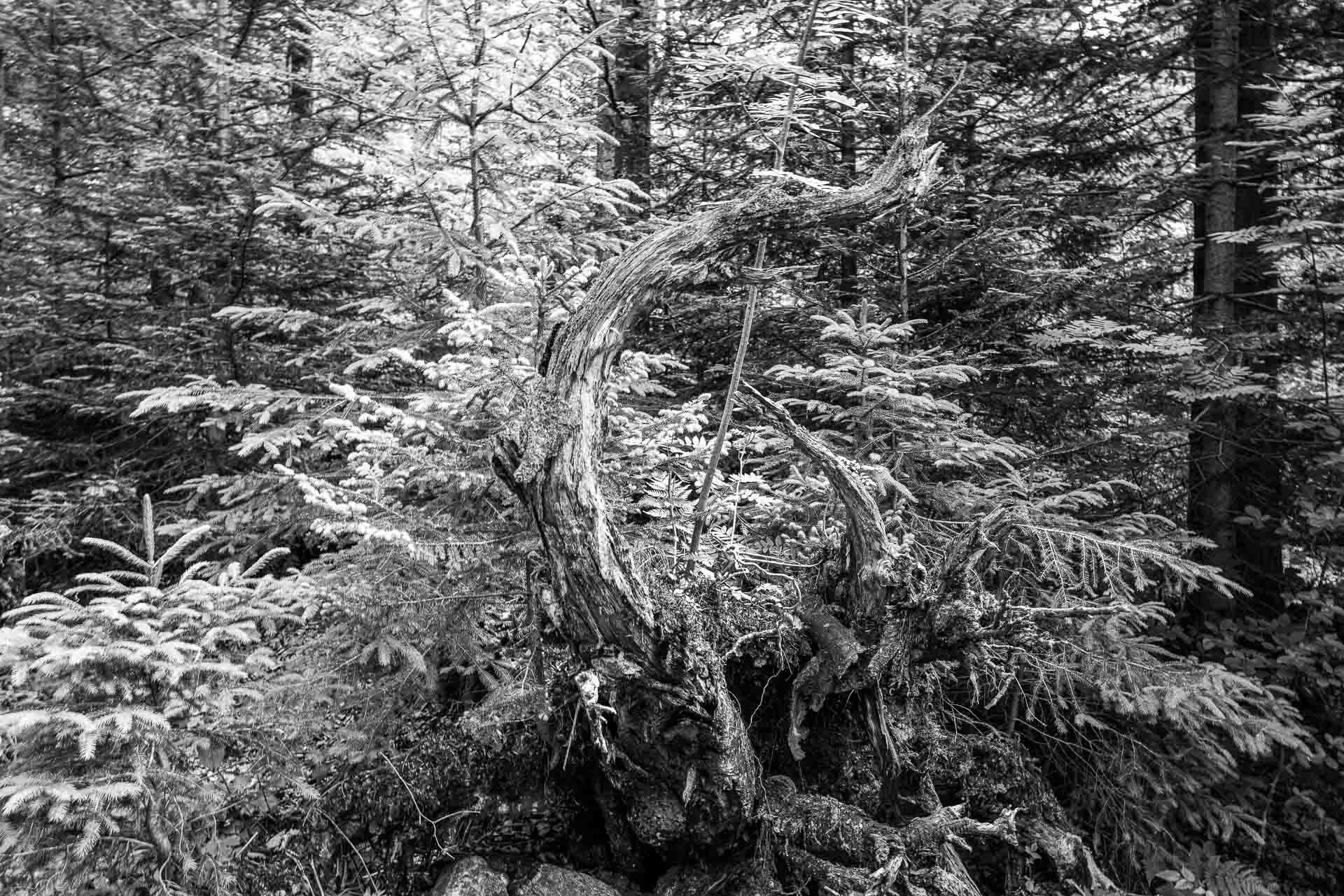 wie ein Urwaldmonster mutet diese geschwungene Wurzel an