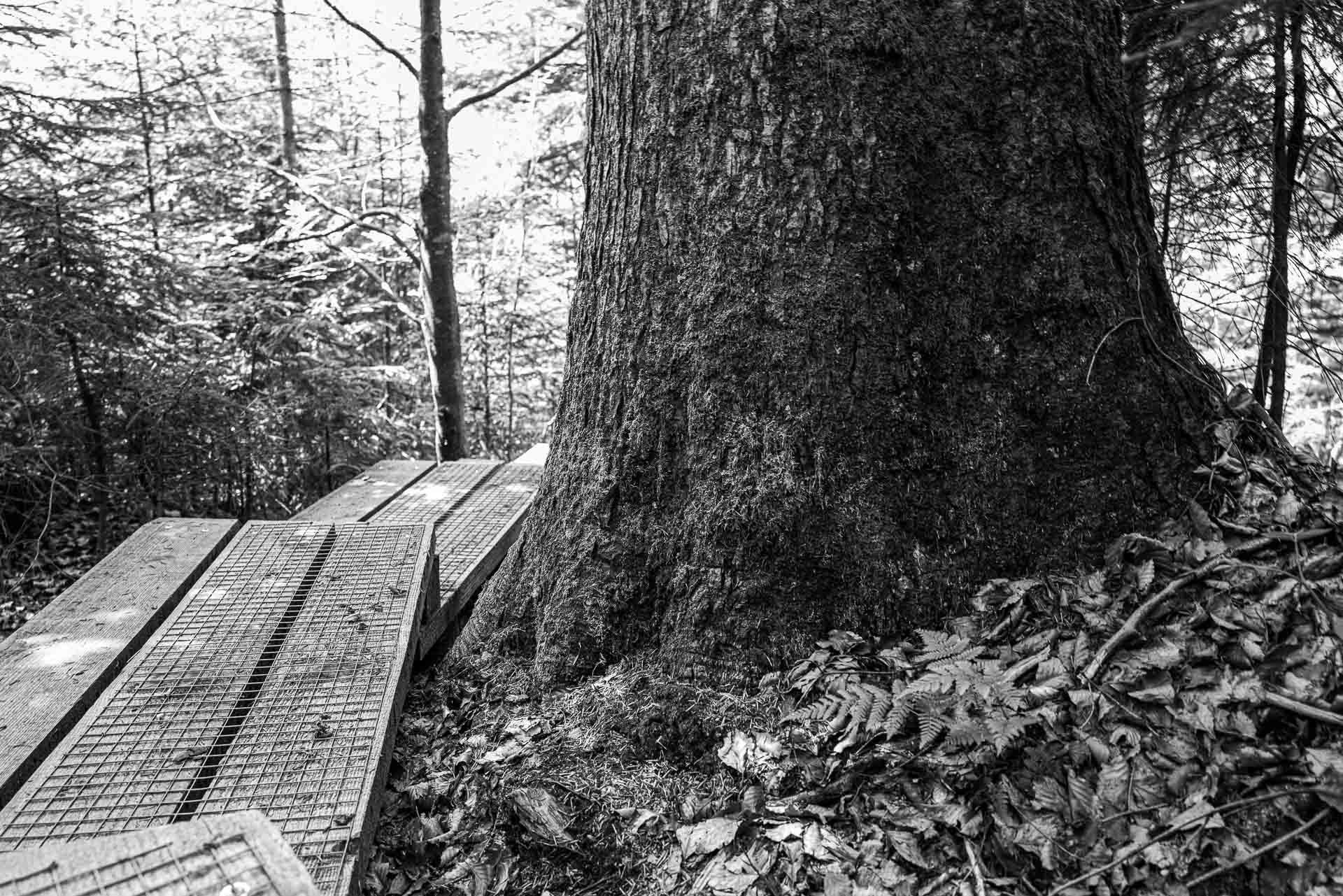 um einen riesigen Baum führt der Weg seitlich herum