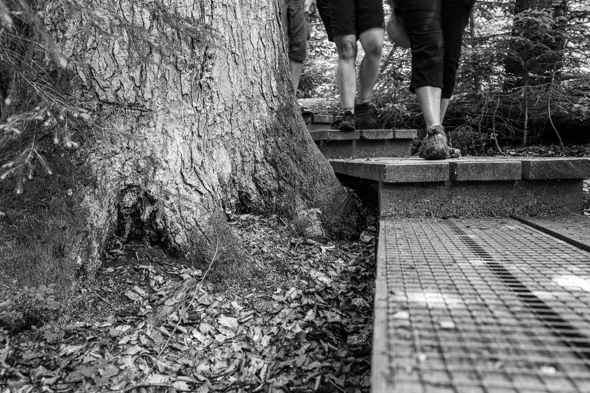 Der Stamm dieses Baumes zeigt uns wie zierlich unser Beine im Verhältnis wirken
