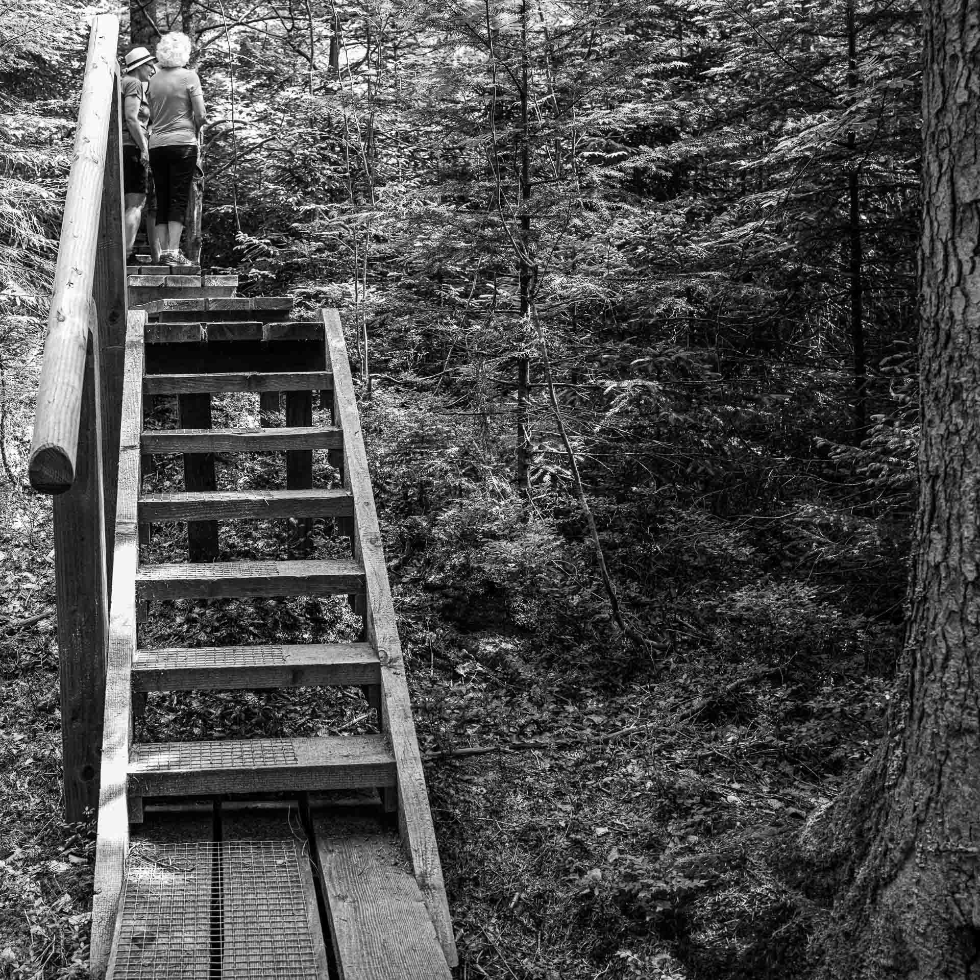 zehn Stufen höher finden wir einen völlig anderen Blick in den Urwald