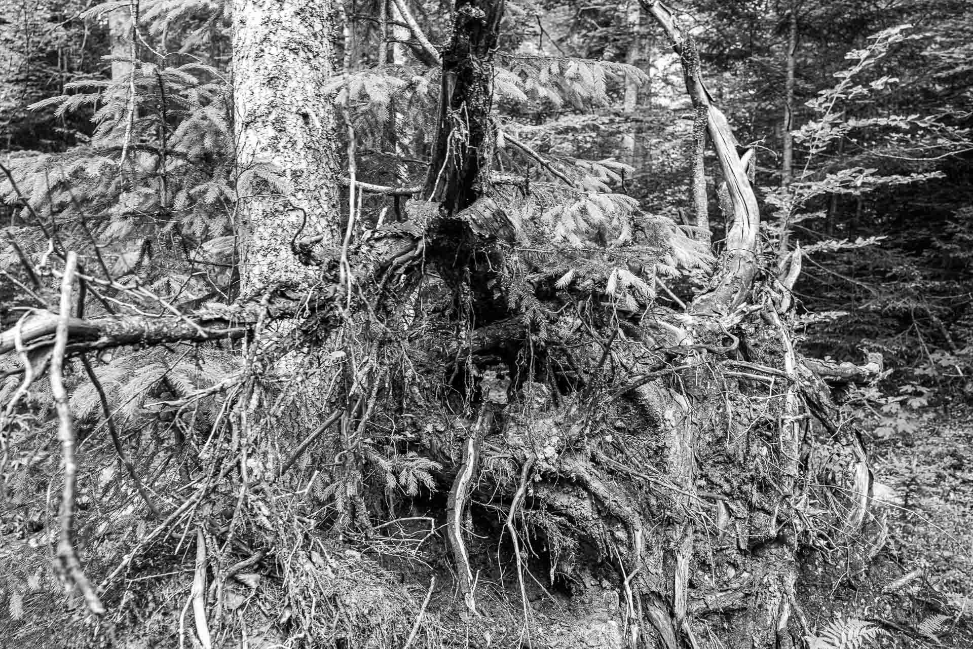 Wurzelwerk, eingepfercht zwischen zwei gesunden Bäumen