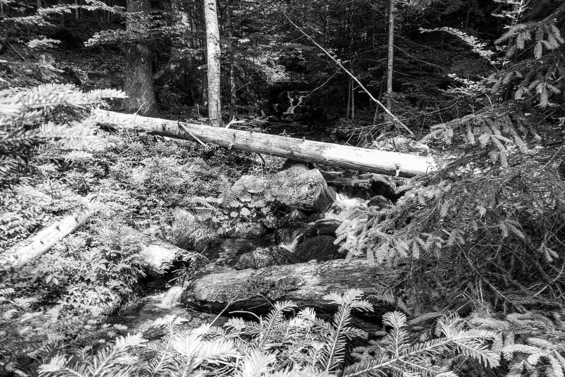 Wasser fließt zwischen Wald, gestürzten Riesen und Steinen hindurch