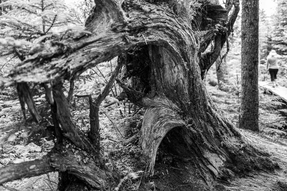 Wurzelwerk eines gestürztes Urwaldriesen