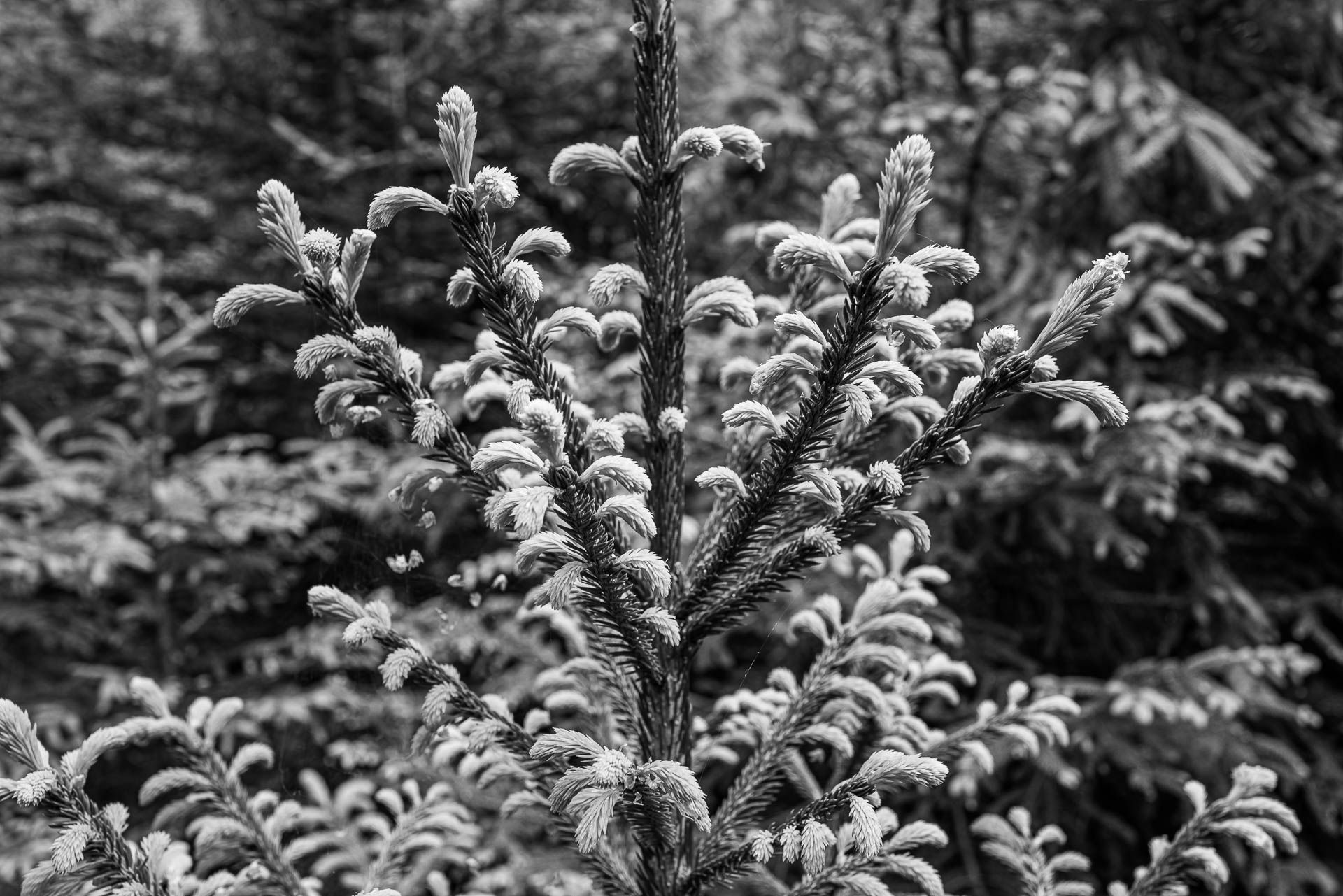 neues Leben erwacht an den Zweigen