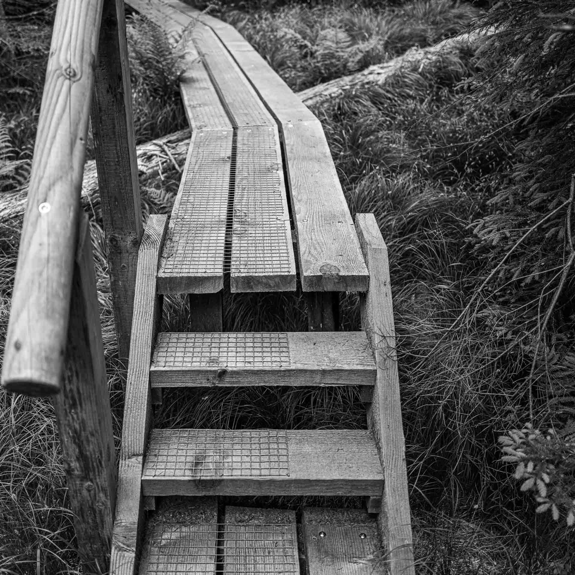 liegende Baumstämme werden einfach überbrückt