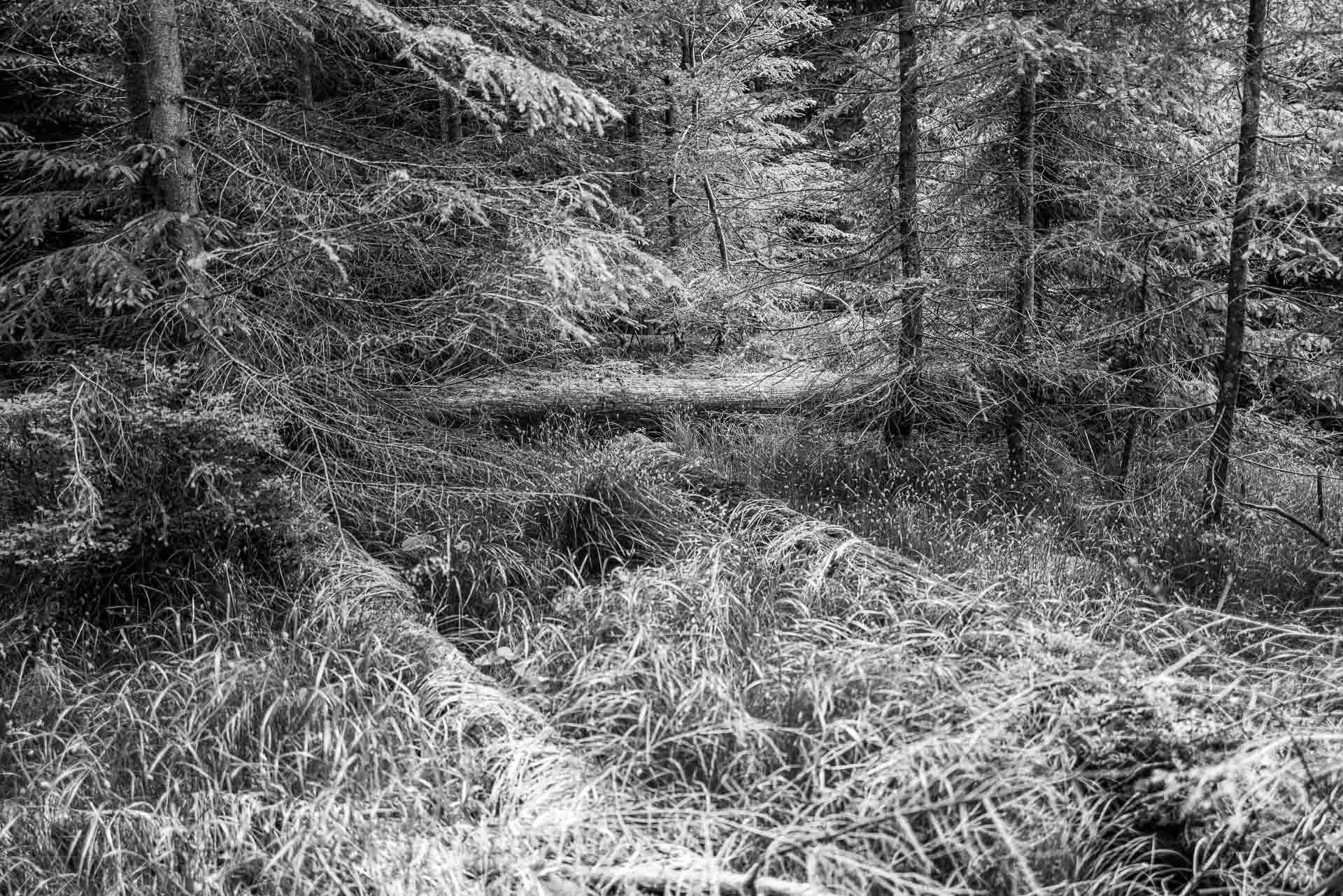 ein paar Schritte weiter passt dieses Urwaldfoto zum Text