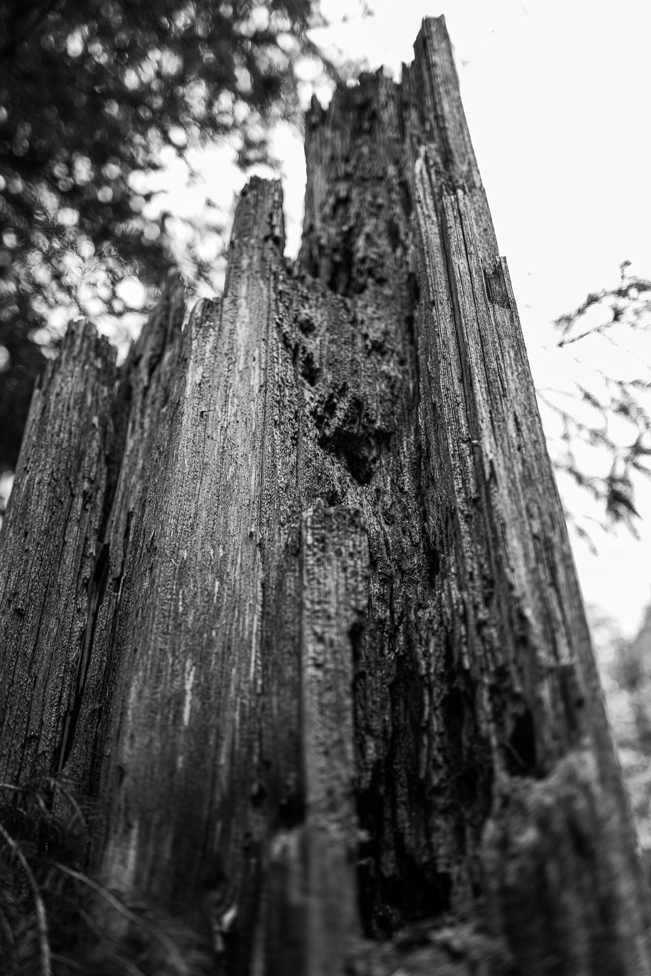 abgebrochen, morsch und doch so standhaft - der Baumstumpf