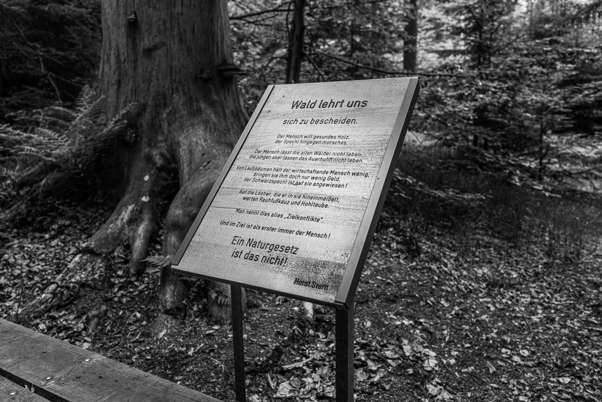 Zitat von Horst Stern: "Wald lehrt uns sich zu bescheiden. Der Mensch will gesundes Holz, der Specht hingegen morsches. Der Mensch lässt die alten Wälder nicht leben, die jungen aber lassen das Auerhuhn nicht leben. Von Laubbäumen hält der Mensch wenig, bringen sie ihm doch nur wenig Geld, der Schwarzspecht ist auf sie angewiesen! Auf die Löcher, die er in sie hineinmeißelt, warten Rauhfußkauz und Hohltaube. Man nennt dies alles "Zielkonflikte". Und im Ziel ist als erster immer der Mensch! Ein Naturgesetz ist das nicht!"