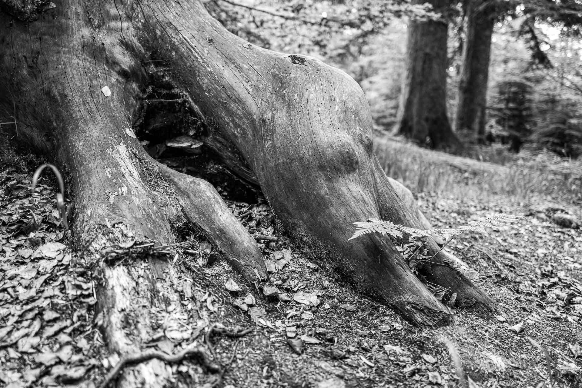 wie riesige Beine verschwinden diese beiden Wurzeln im Waldboden