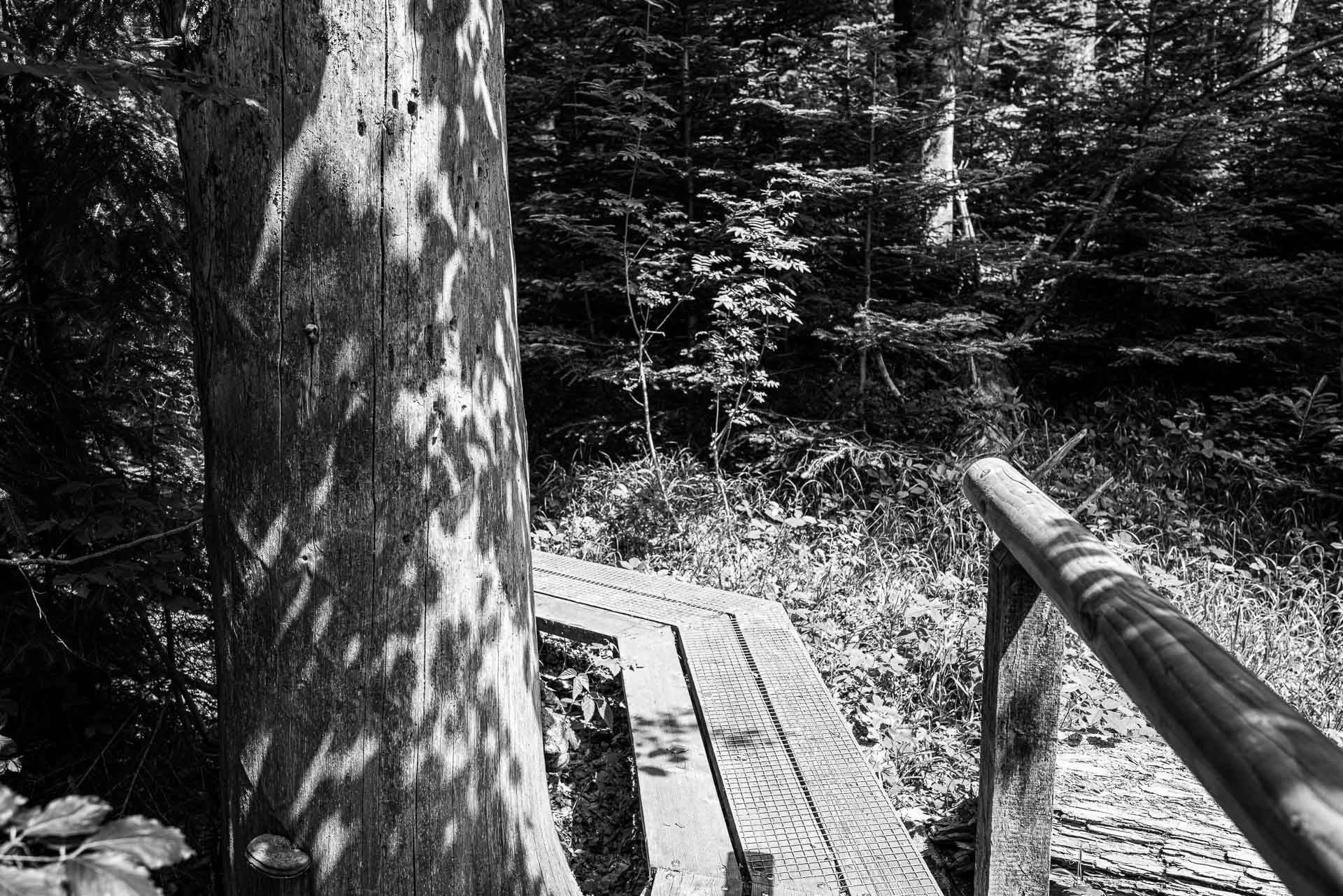Hinter einem morschen Baum verschwindet der Seelensteig kurz aus dem Blickfeld