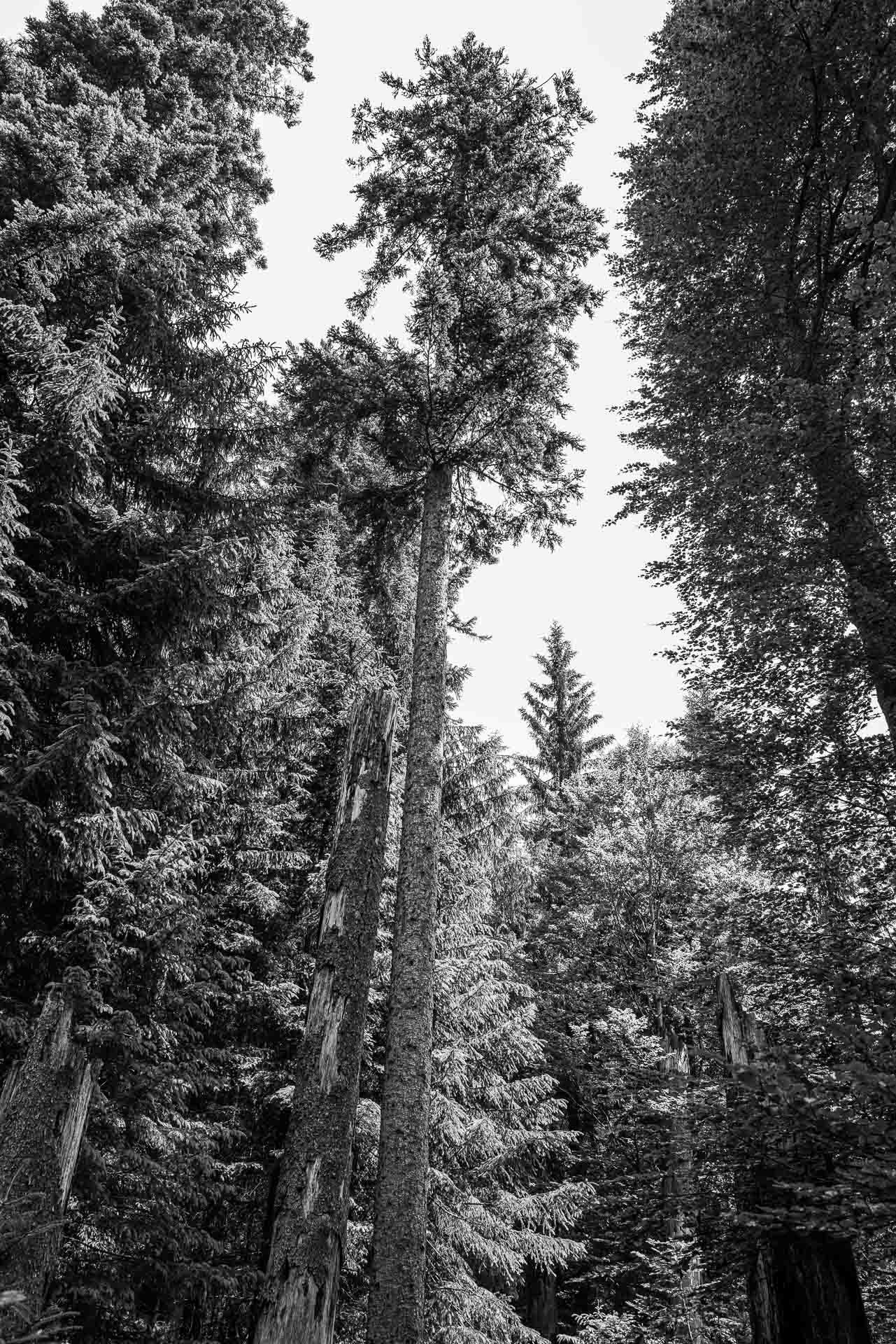 ein Blick nach oben und wir sehen die gewaltige Höhe der Bäume