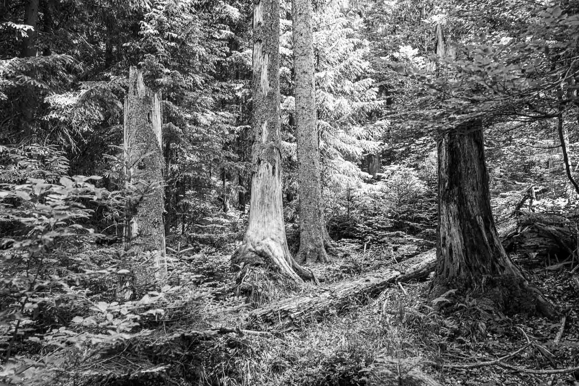 morsch, aber stehend, morsch und liegend, jung und im Wachstum...Urwald