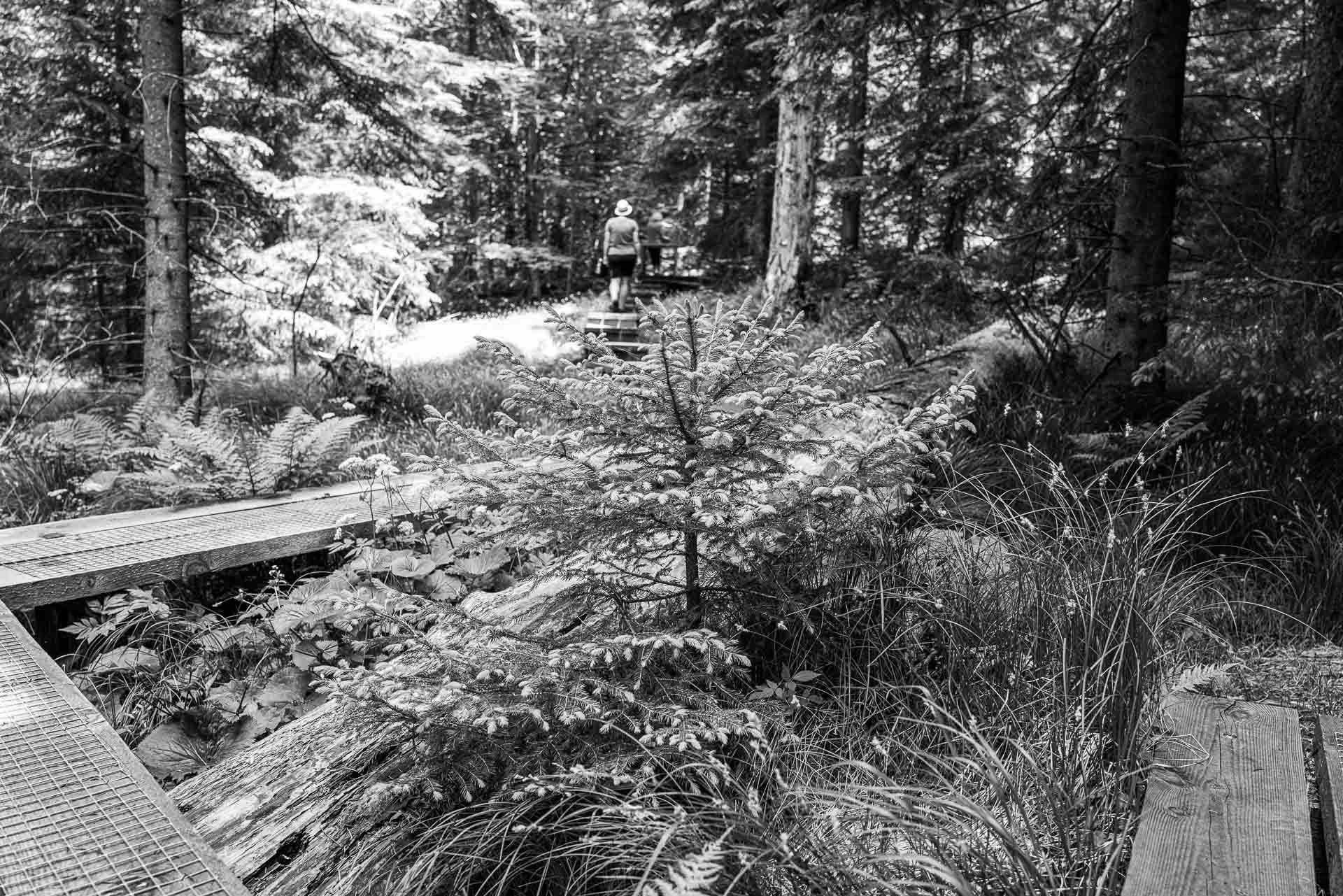 leise bewegen wir uns durch den Urwald