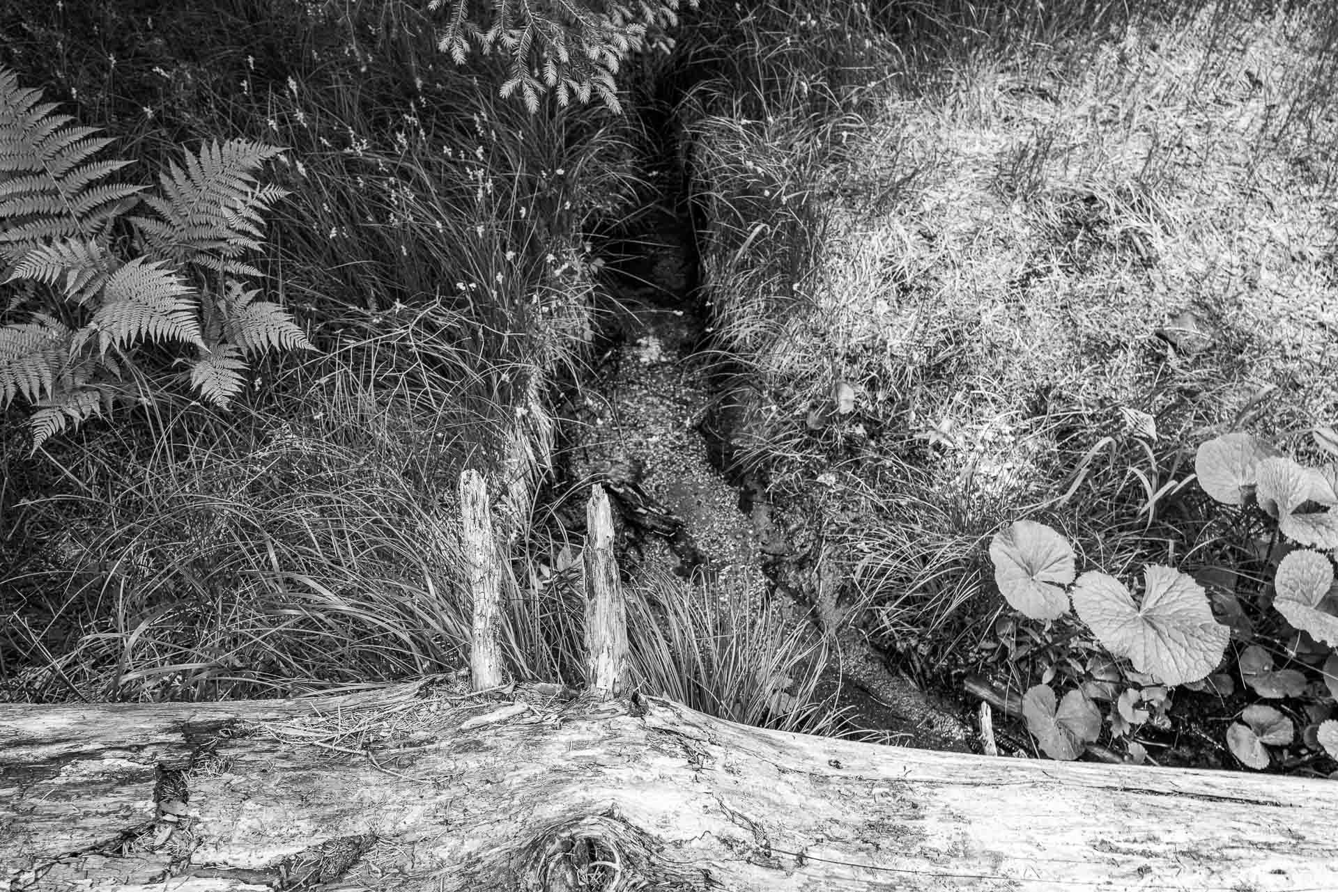 ein kleines Rinnsal bahnt sich den Weg durch Gräser, Farn und Huflattich