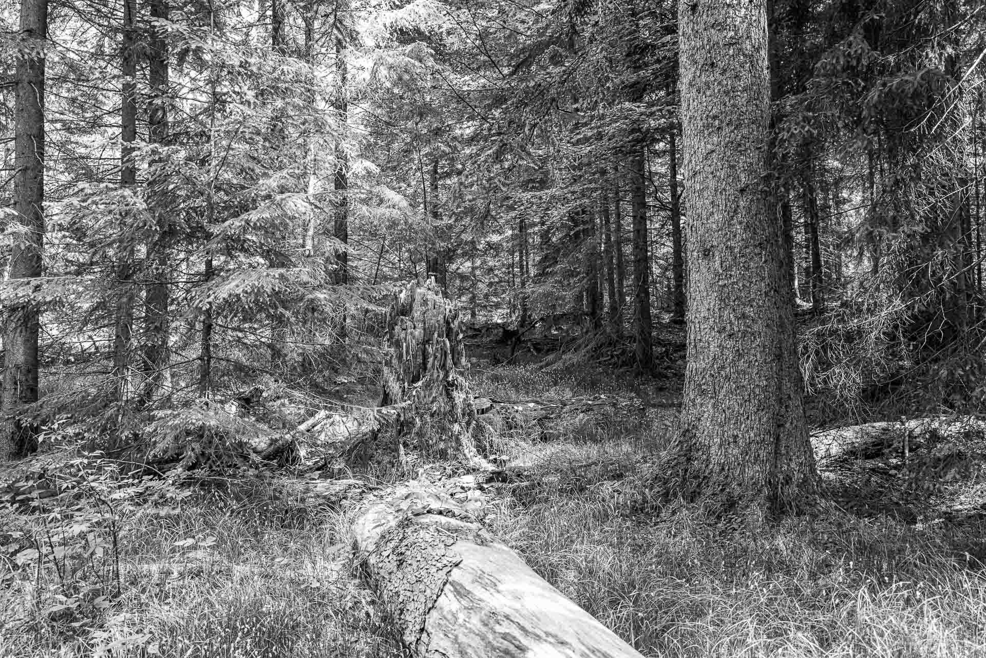 schön, dass die Natur hier so unberührt bleiben darf. Wald, einfach nur Wald