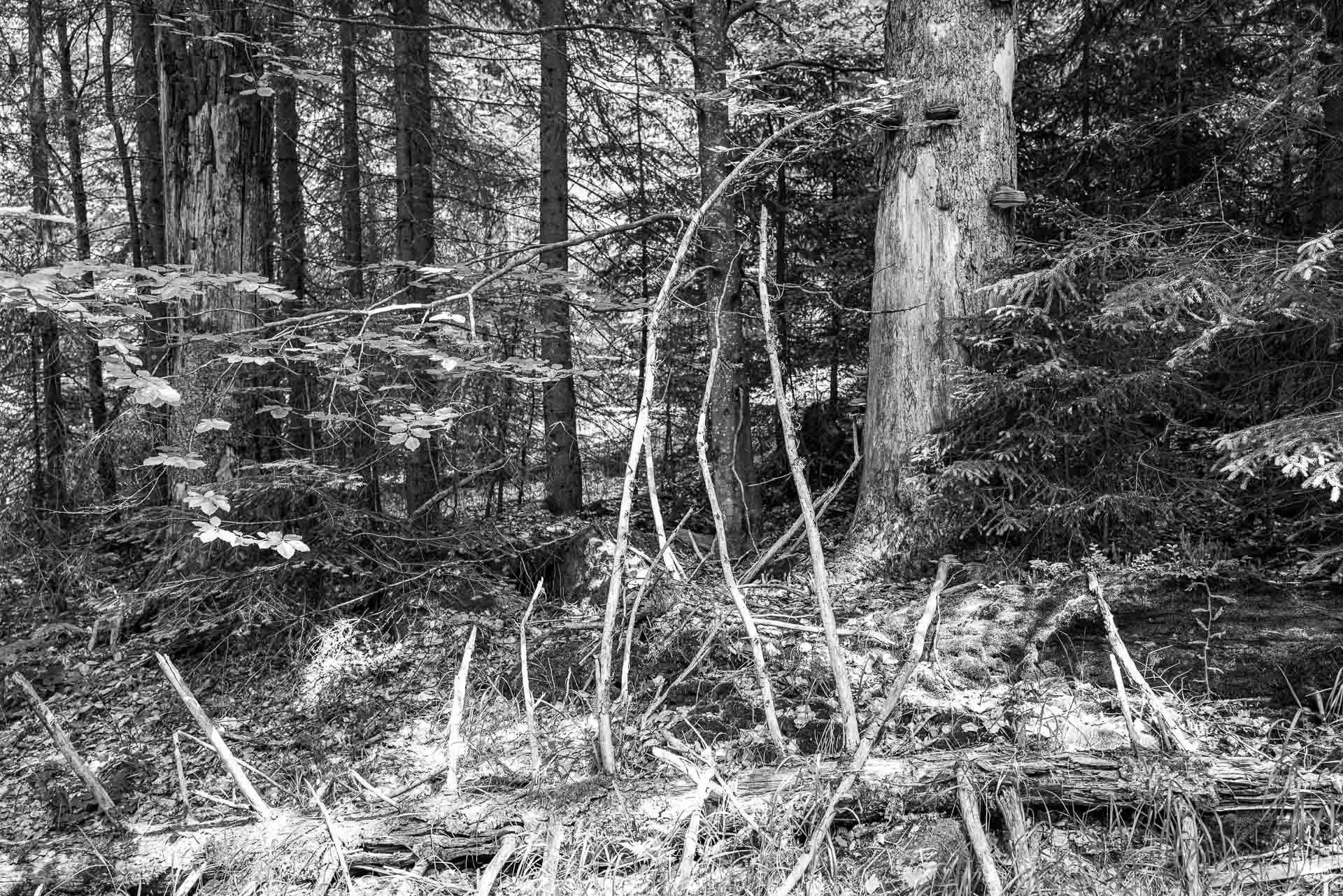 dürr strecken sich die kahlen Äste vom Stamm weg. Bald wird dieser Baum verrottet sein.