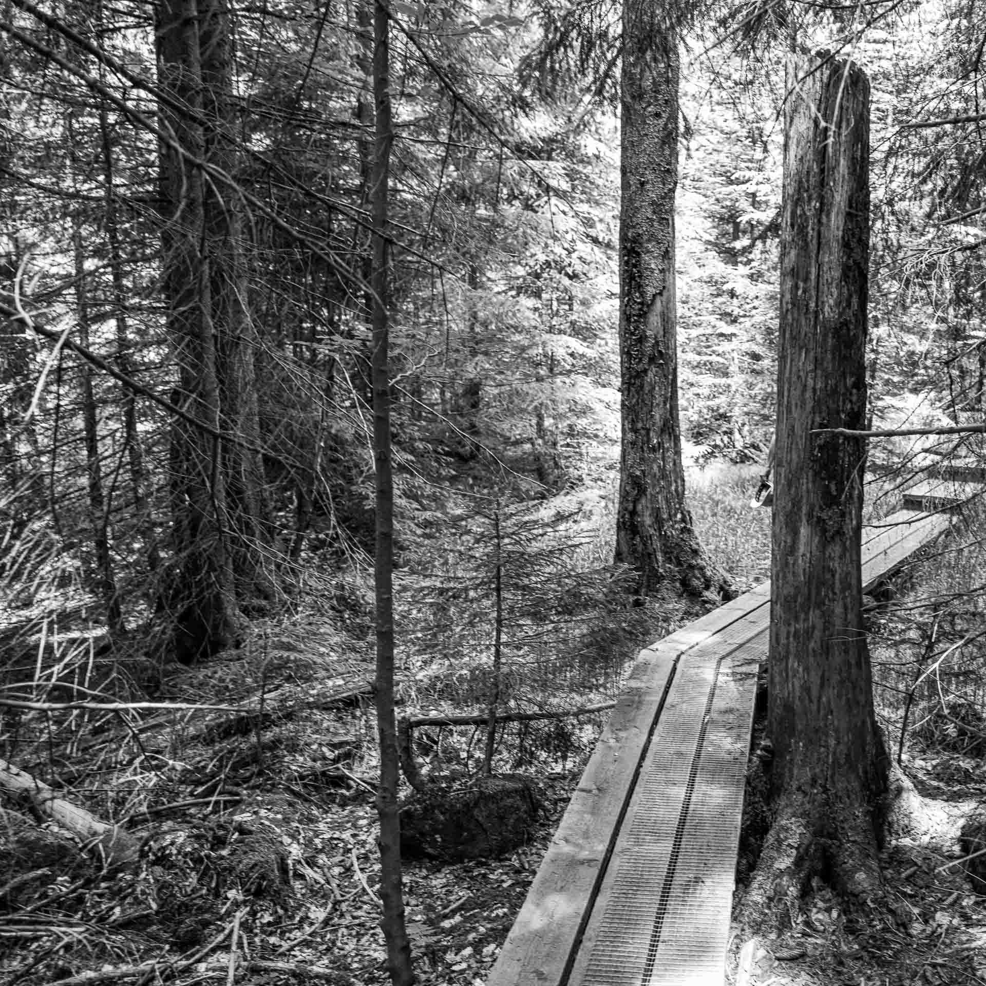 unser Weg führt uns weiter durch den Urwald. Die Seelen lassen wir baumeln