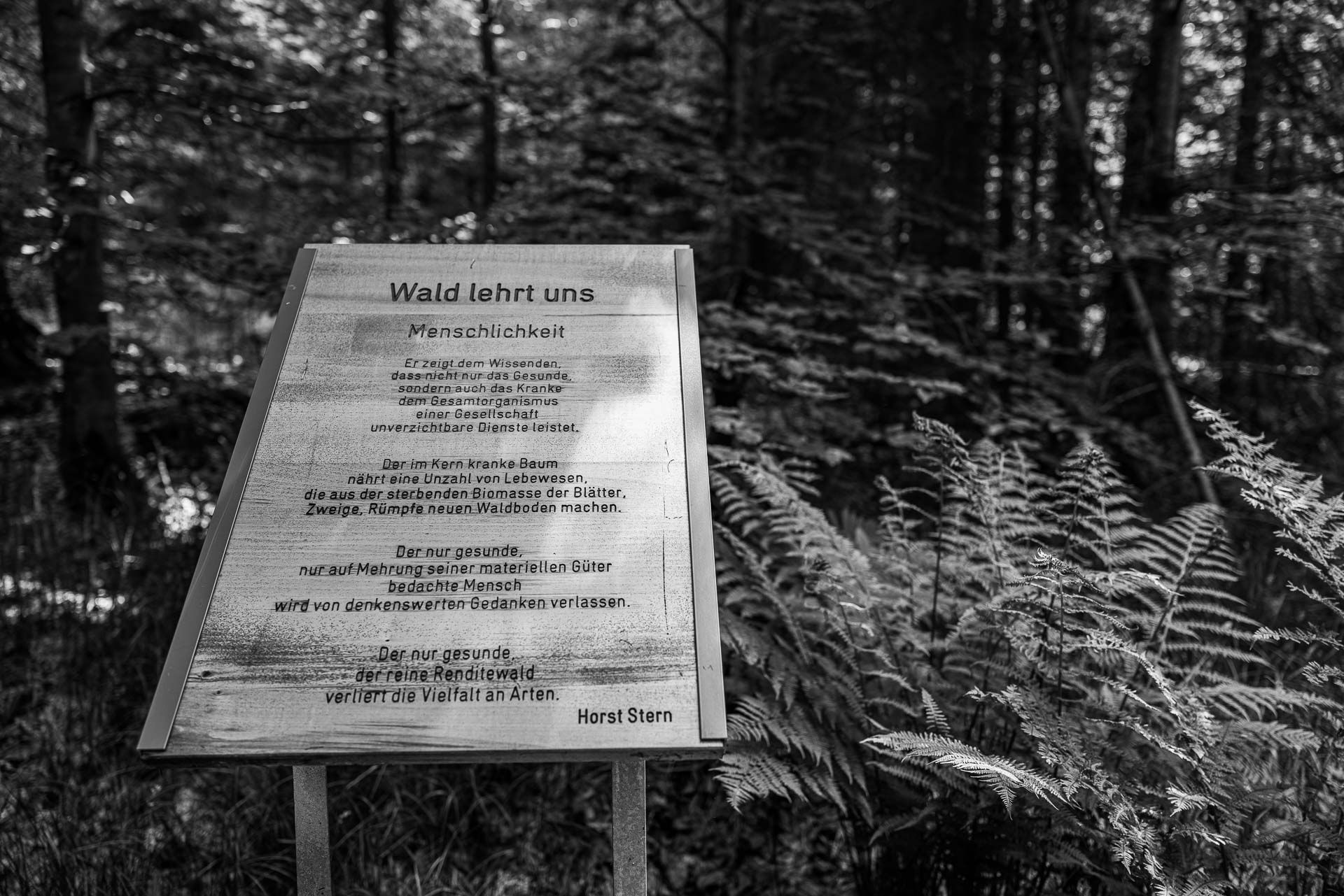 Zitat von Horst Stern: "Wald lehrt uns Menschlichkeit. Er zeigt dem Wissenden, dass nicht nur das Gesunde, sondern auch das Kranke dem Gesamtorganismus einer Gesellschaft unverzichtbare Dienste leistet. Der im Kern kranke Baum nährt eine Unzahl von Lebewesen, die aus der sterbenden Biomasse der Blätter, Zweige, Rümpfe neuen Waldboden machen. Der nur gesunde, nur auf Mehrung seiner materiellen Güter bedachte Mensch wird von denkenswerten Gedanken verlassen. Der nur gesunde und reine Renditewald verliert die Vielfalt an Arten." 