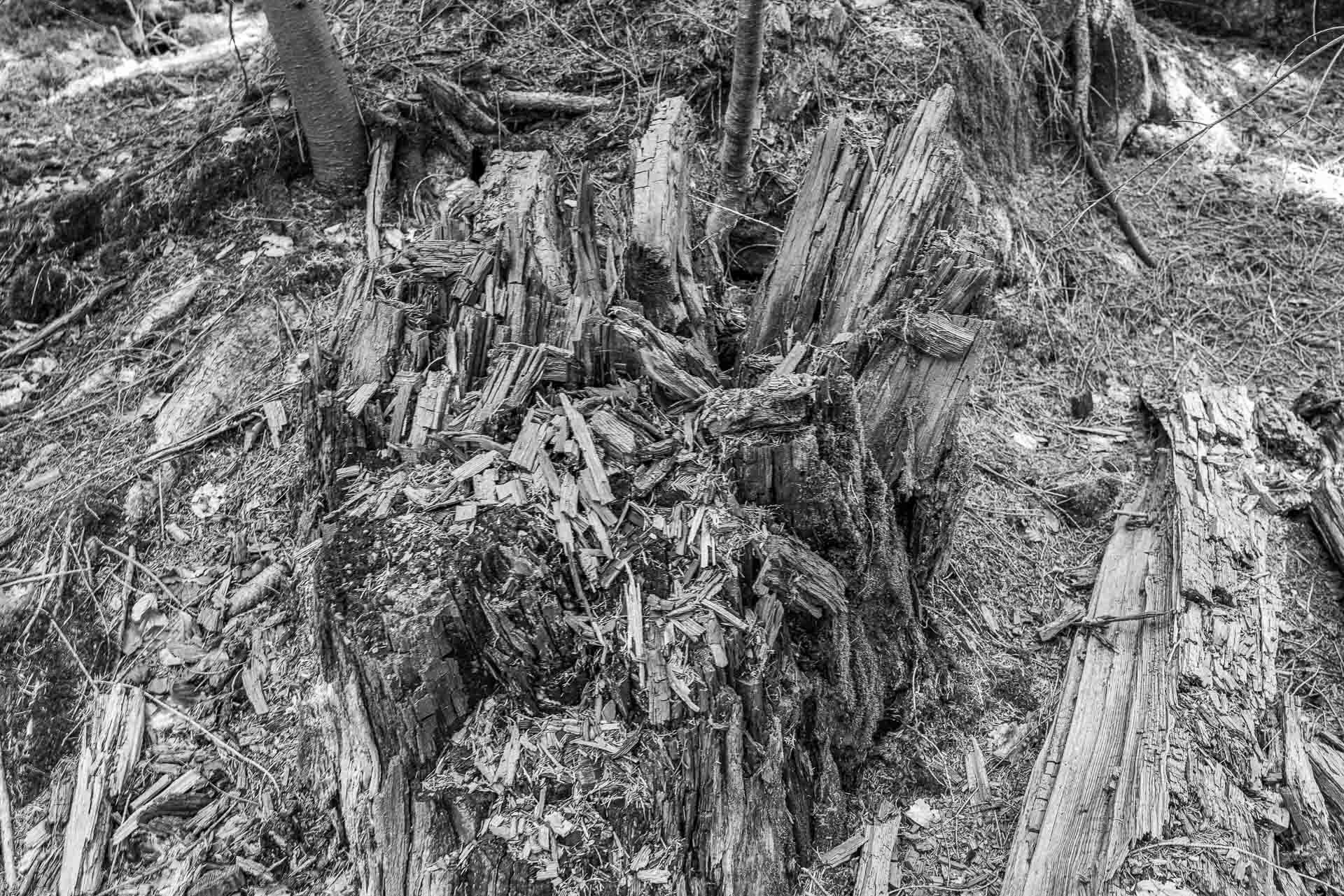 dieser Stumpf, von Splittern übersät, wird bald komplett zersetzt sein.