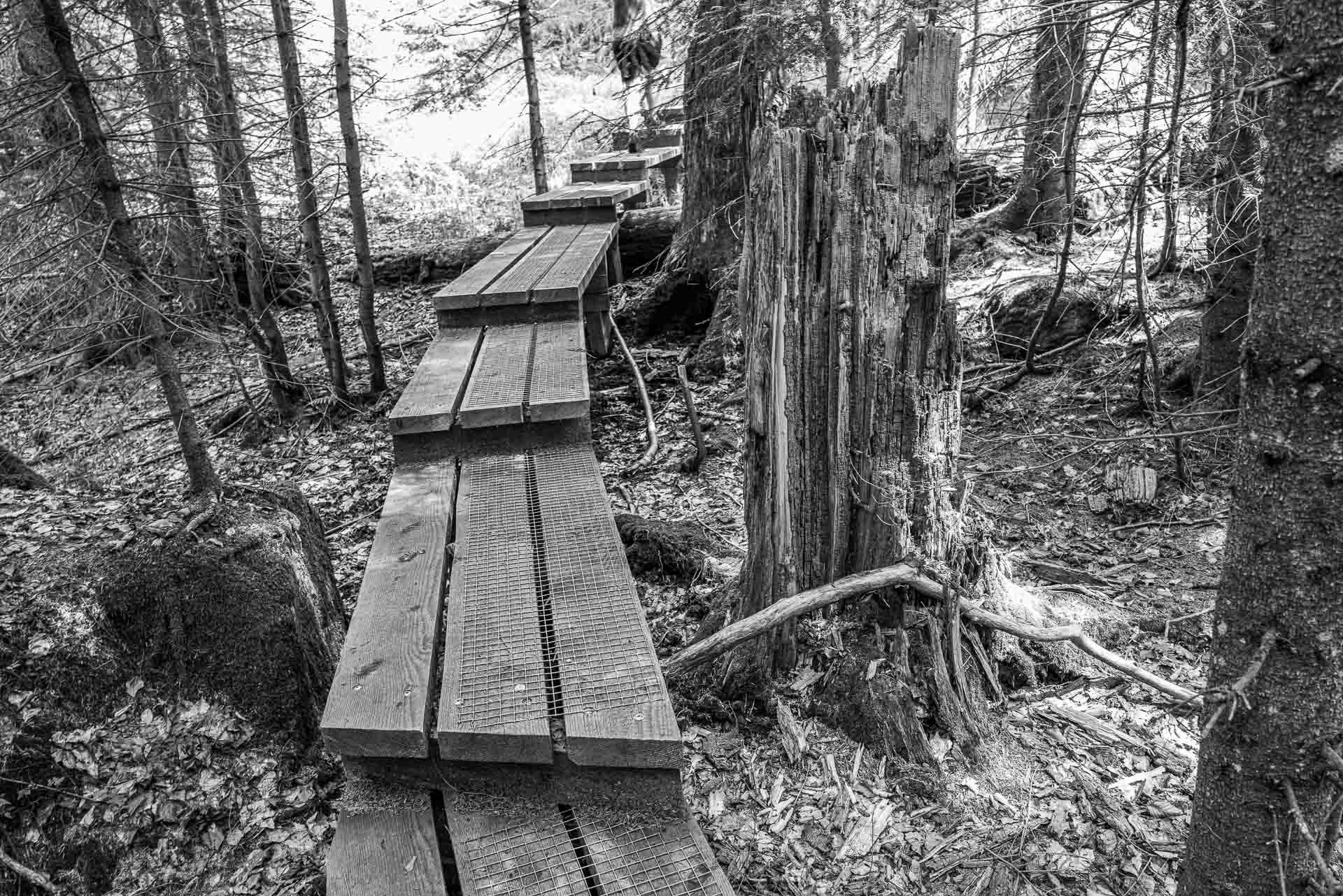 unsere Füße tragen uns weiter durch den Seelensteig. Entlang an jungen Bäumen, alten Riesen und gebrochenen Stämmen