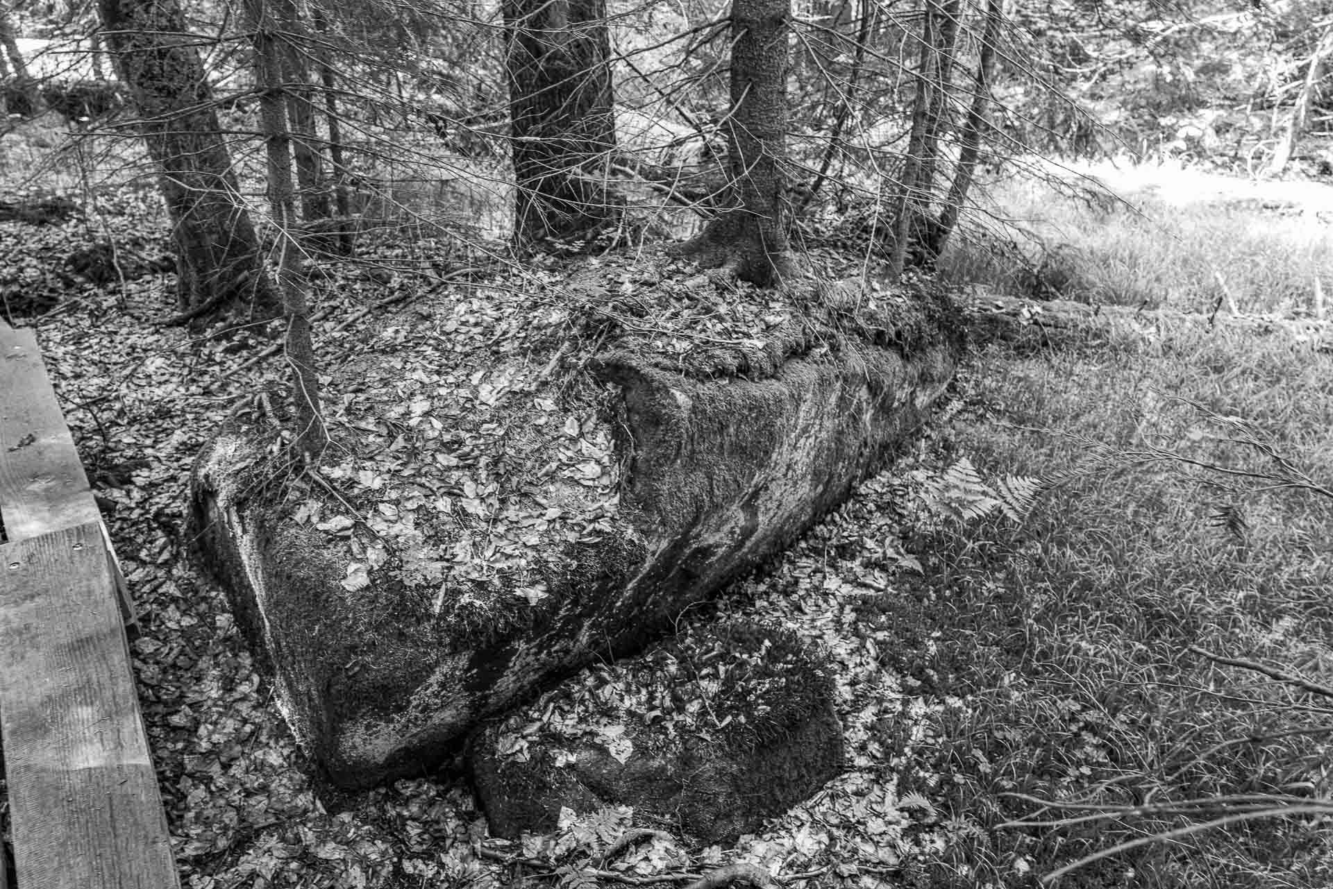 Die Oberfläche eines riesigen Felsbrockens reicht um neue Wurzeln zu schlagen