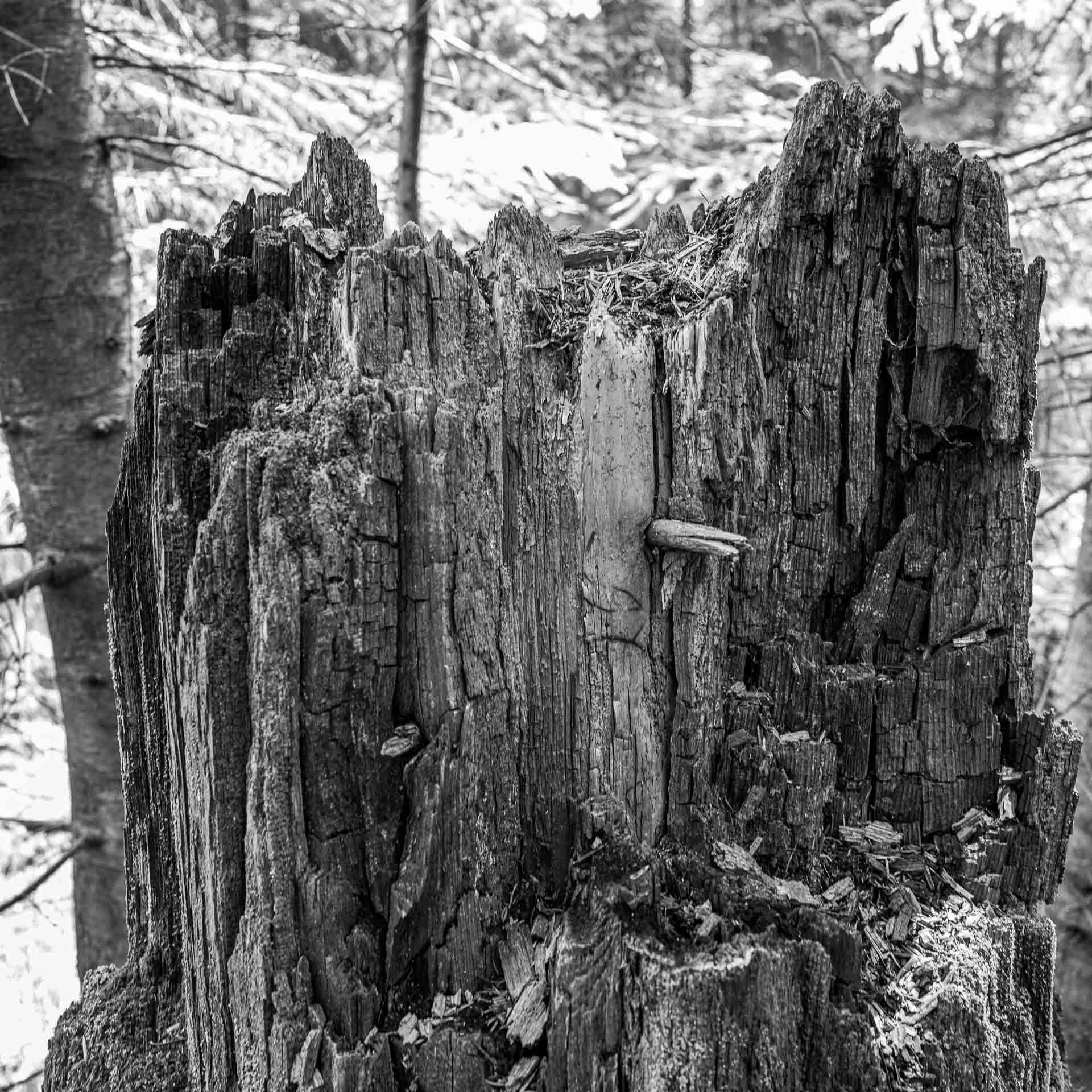 ein Baumstumpf,von der Witterung und Zerfall gezeichnet