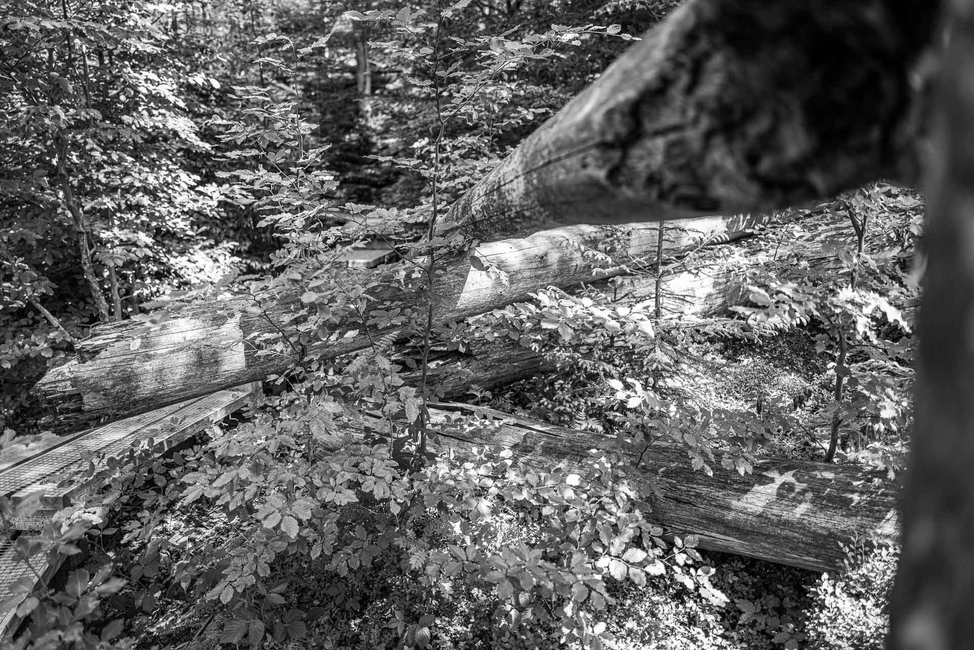 krez und quer und übereinander stapeln sich die gestürzten Baumriesen im dichten Blattwerk des Urwalds.