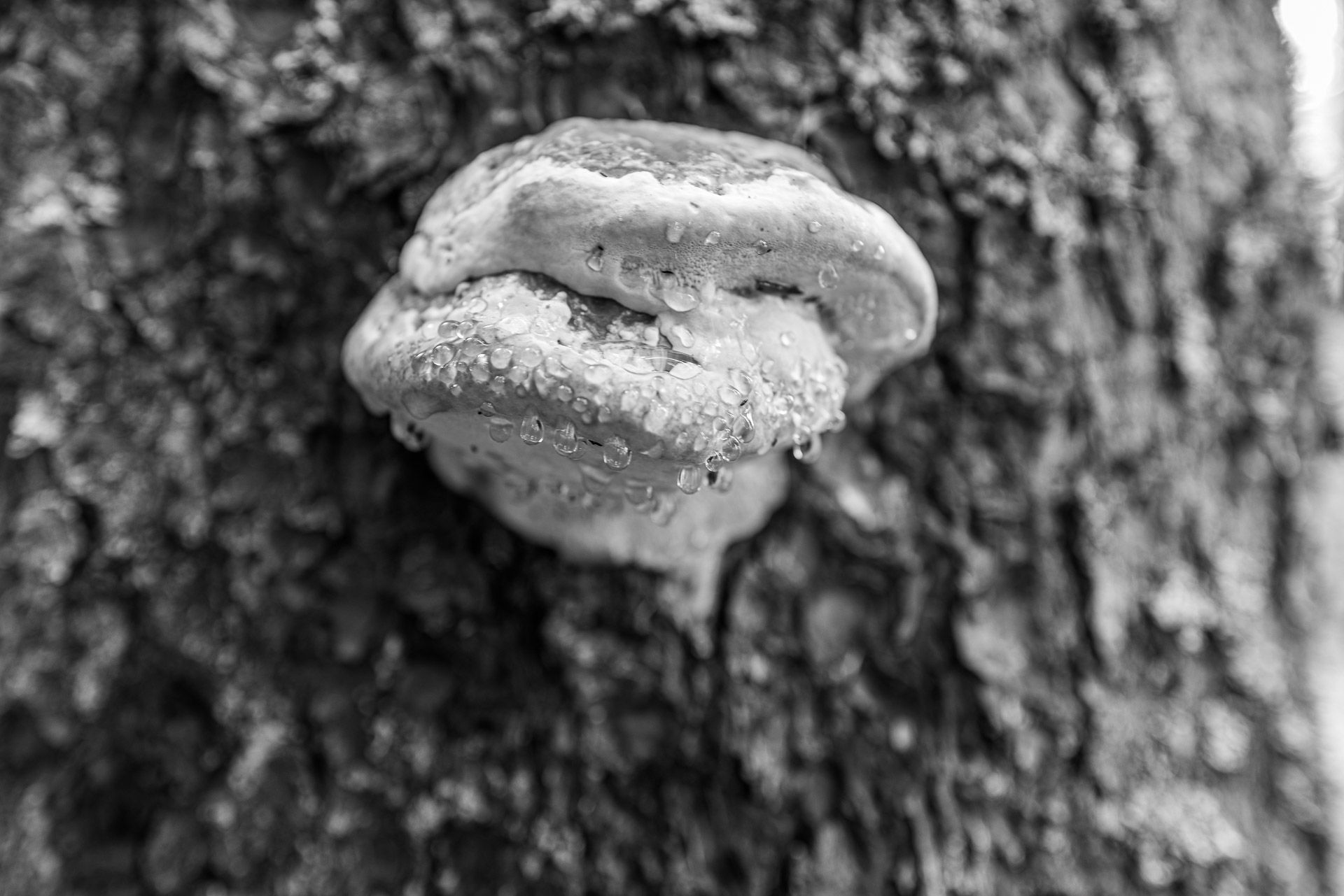 es sind die Kleinigkeite, wie die Tropfen an diesem Baumschwamm