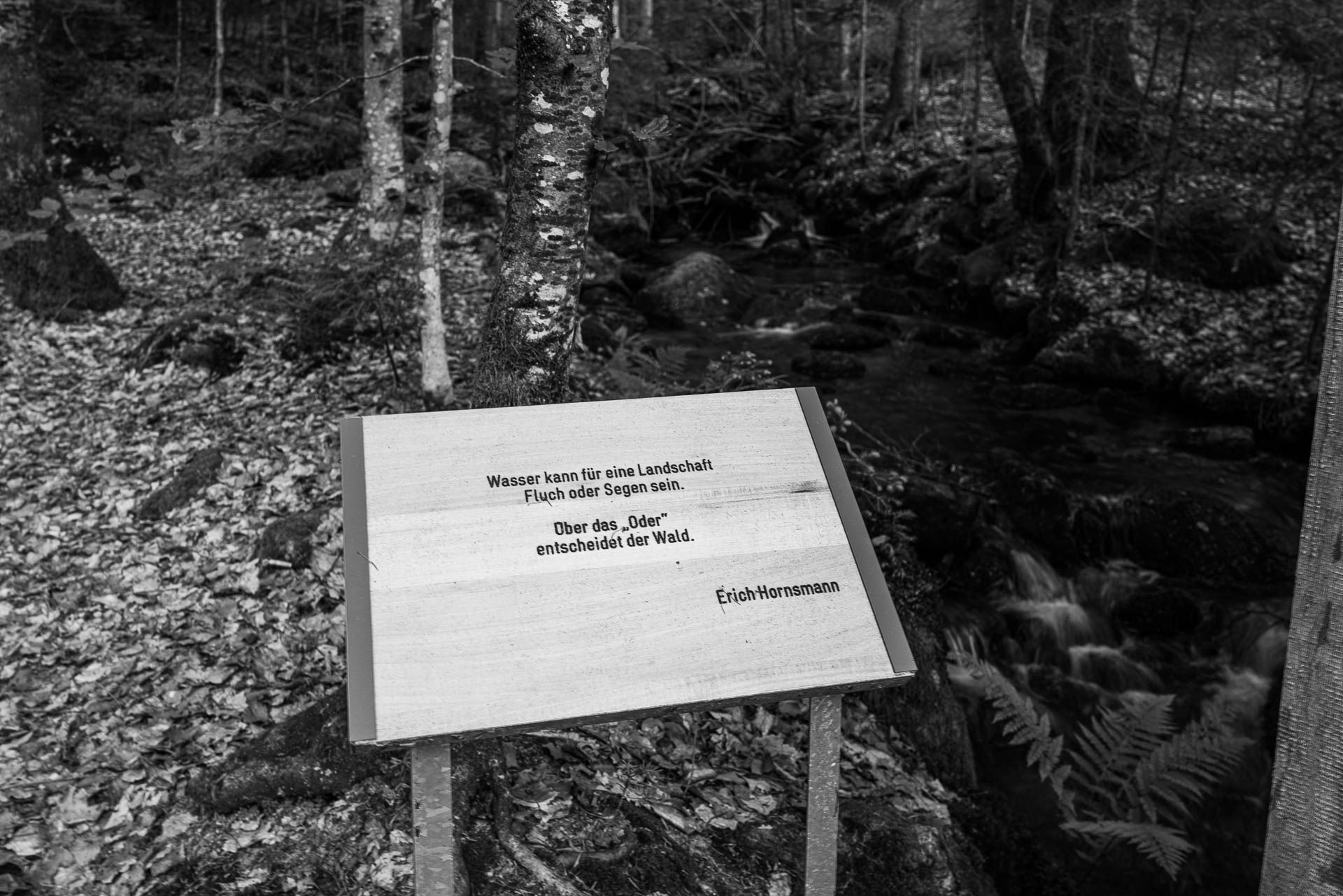 "Wasser kann für eine Landschaft Fluch oder Segen sein. Über das "oder" entscheidet der Wald." Erich Hornsmann