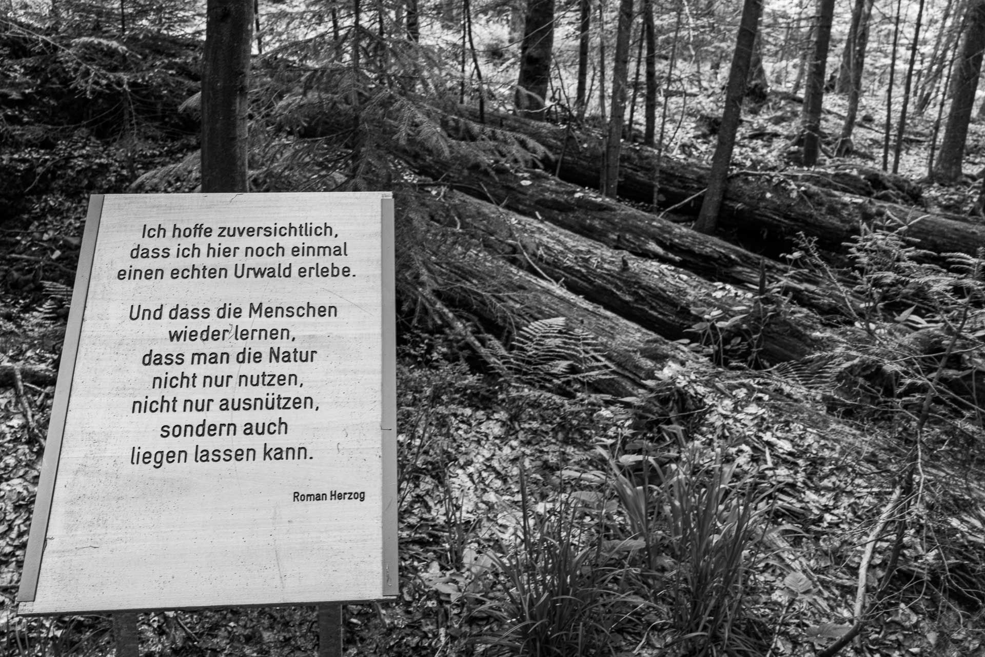 "Ich hoffe zuversichtlich, dass ich hier noch einmal einen echten Urwald erlebe. Und dass die Menschen wieder lernen, dass man die Natur nicht nur nutzen, nicht nur ausnützen, sondern auch liegen lassen kann." Roman Herzog